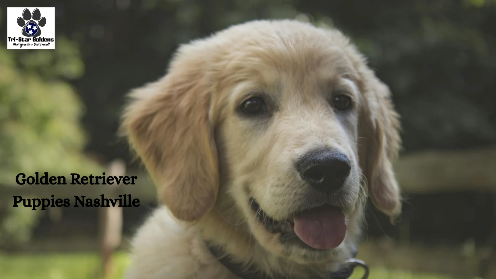 Golden Retriever Puppies Nashville: Your Complete Guide to Finding a Healthy, Happy Pup