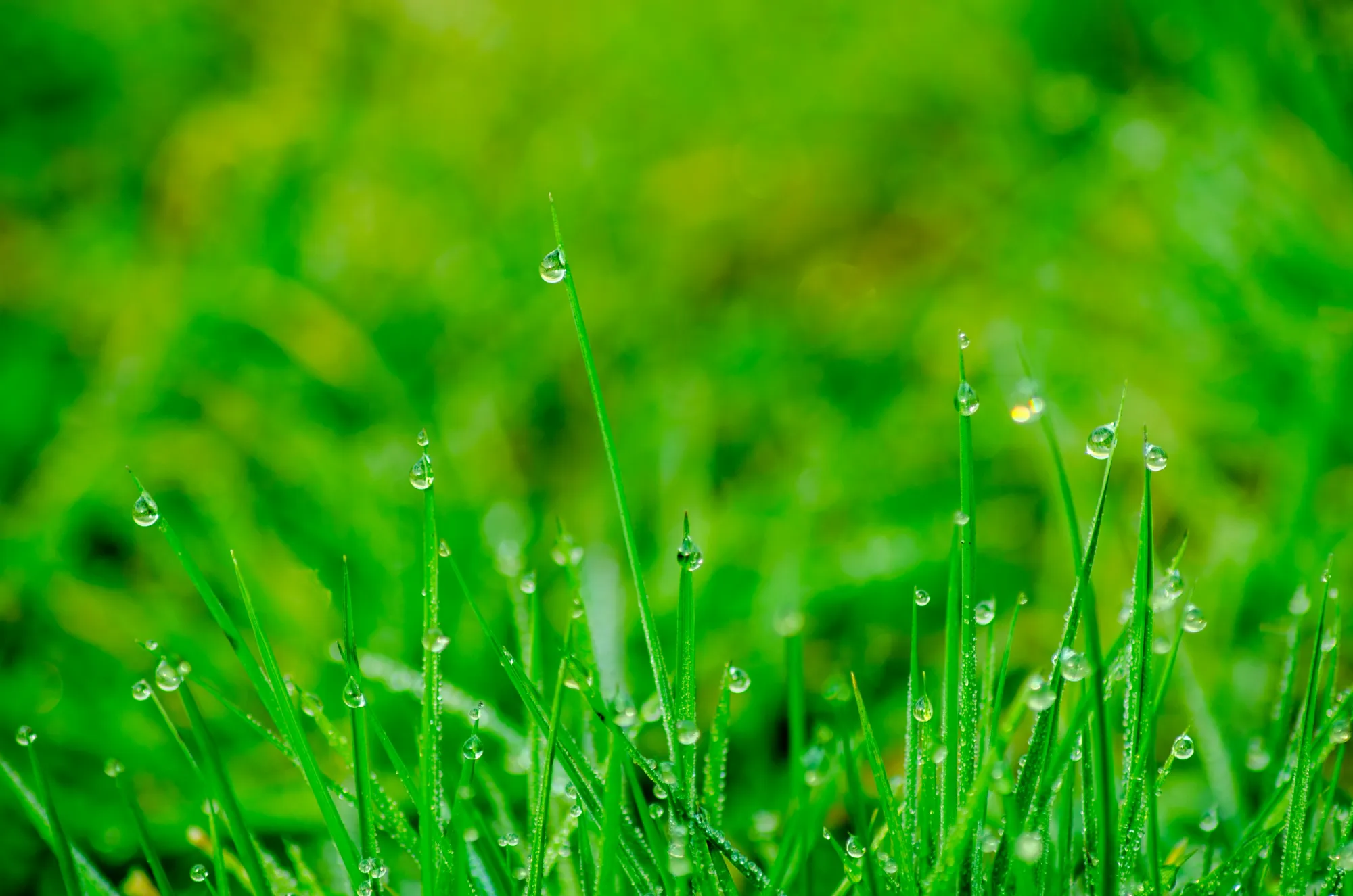 Calgary Artificial Grass & Synthetic Turf Installation: A Smart, Low-Maintenance Lawn Solution