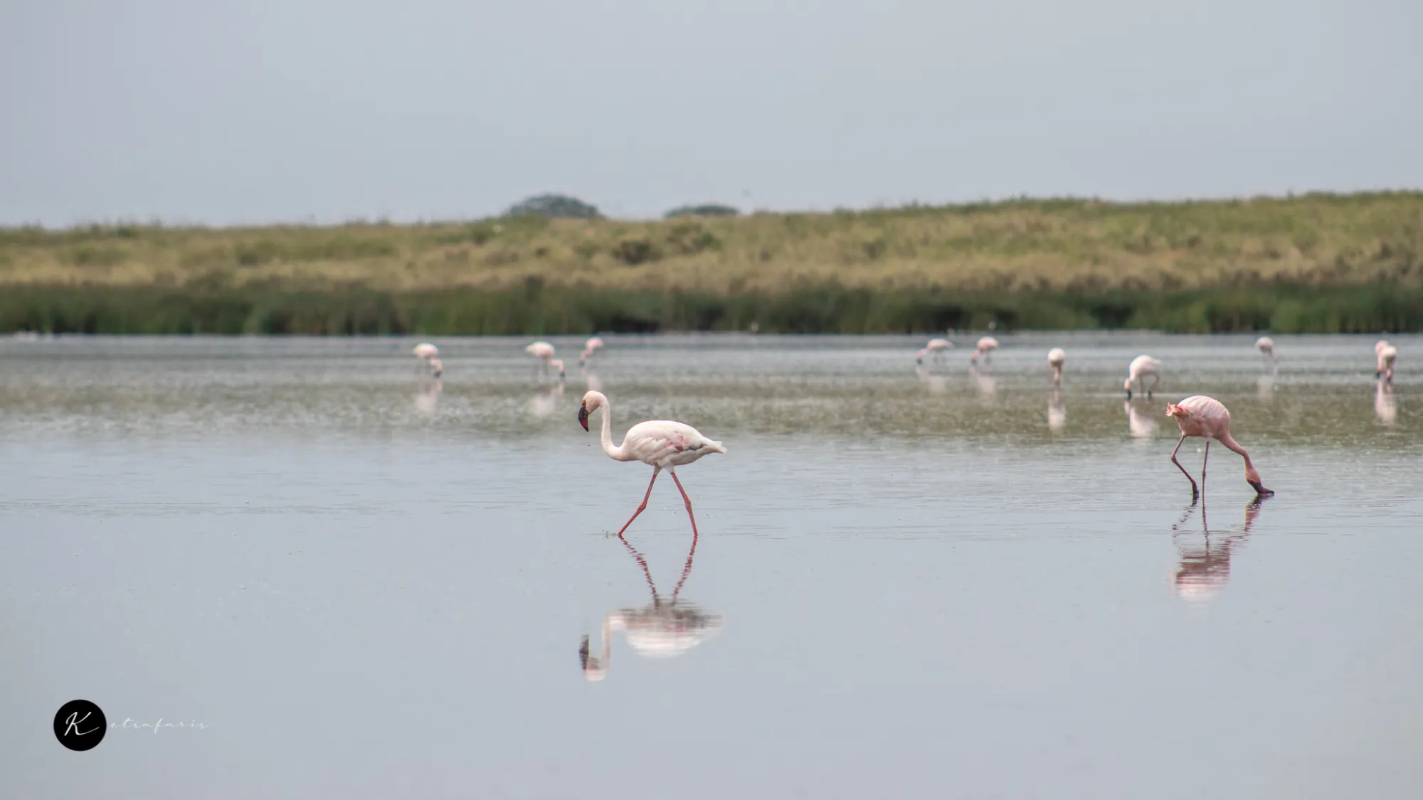 Kenya Tours by Budget: Luxury, Mid-Range & Affordable Safari Options