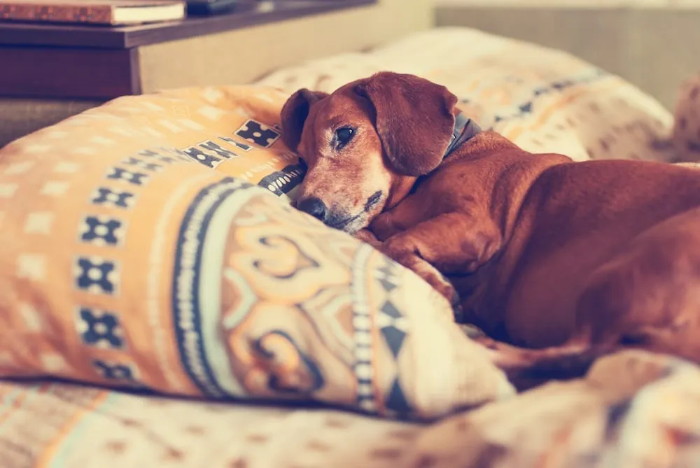 Dog Cushing’s Supplement Solution