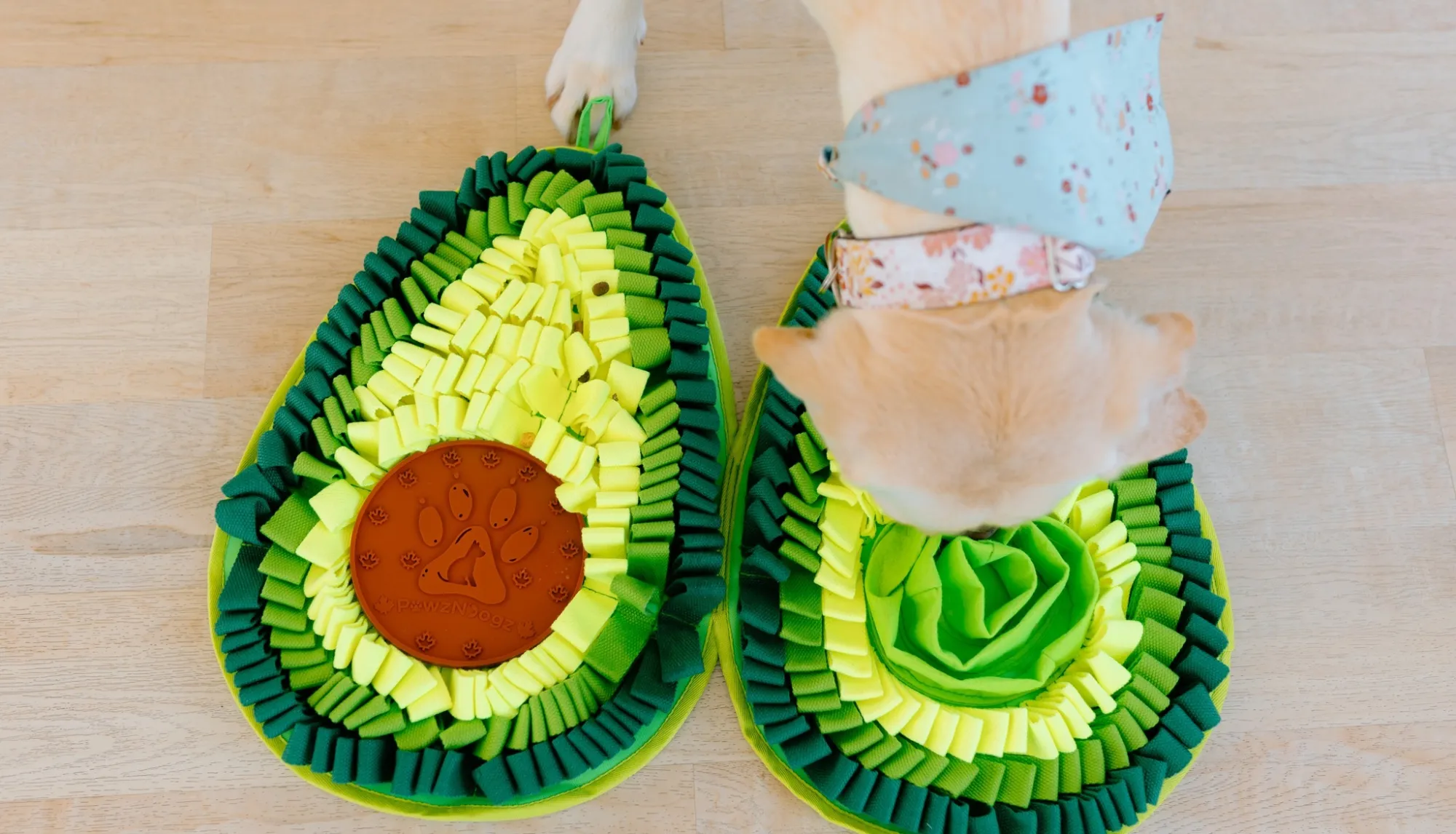 What If Your Dog’s Behavior Problems Are Actually Your Fault?