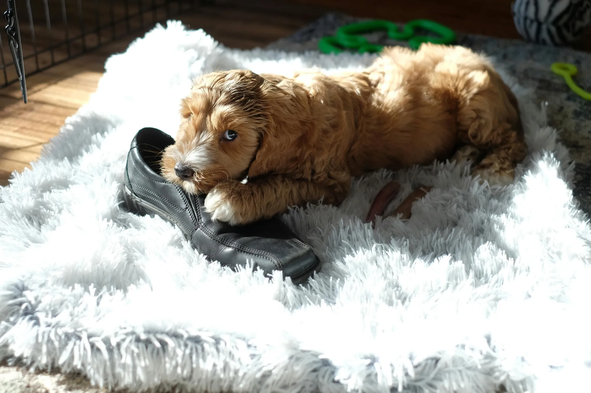 What If Your Dog’s Behavior Problems Are Actually Your Fault?