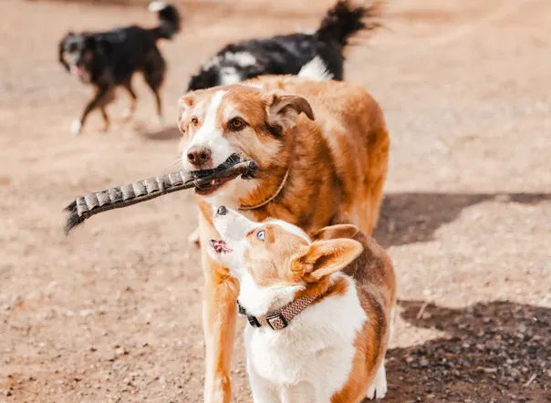Natural Dog Chews for Heavy Chewers to Reduce Destructive Behavior