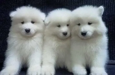 The Real Value of Registered AKC Samoyed Pups