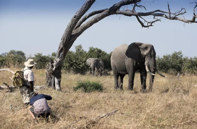 African Travel Concept Explained Discover the Best Time to Go to Botswana for an Unforgettable Safari Experience