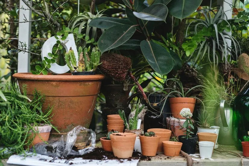 Effective Summer Gardening Tips in Rajasthan for Hot Weather