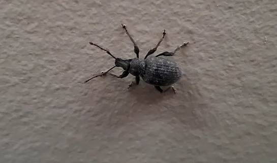 Weevil Control Canada: Effective Ways to Protect Food and Storage Areas
