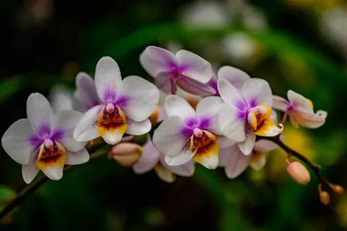 Flowers of Death: Meaning, Symbolism & Funeral Flower Guide Across Cultures