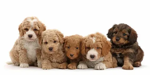 Health and Care Tips for Breeder Doodle Puppies for Sale in Fresno, CA