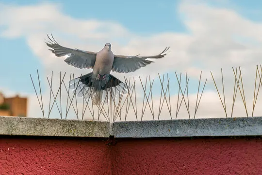 Step-by-Step Process of Bird Spike Installation Services in Temecula, CA