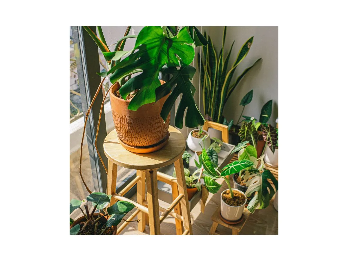 5 Plantscaping Secrets for Small-Space Living
