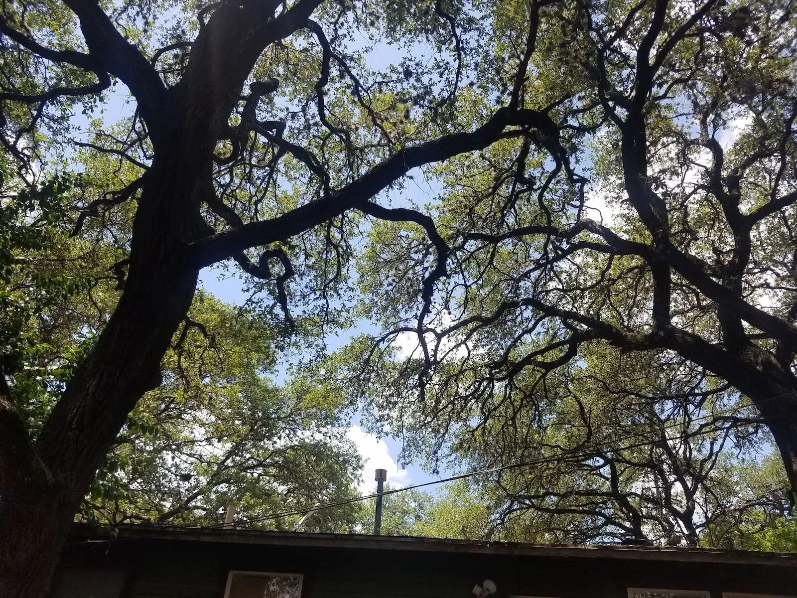 How the Central Texas climate impacts wood boring beetle treatment and tree care in Cedar Park