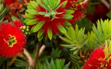The Growing Popularity of Native Bottlebrush Trees in Australian Gardens