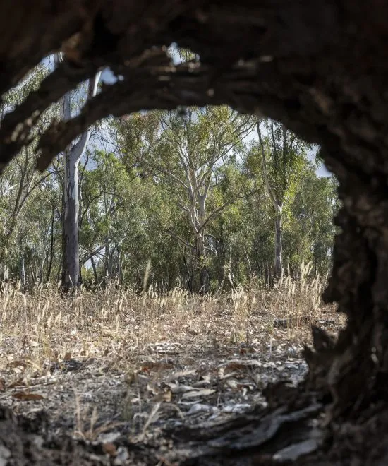 Best Things to Do in Barmah National Park: Culture, Wildlife & River Experiences
