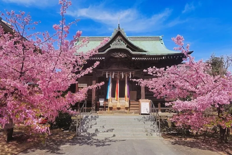 Best Time to Visit Tokyo for Cherry Blossoms and Festivals