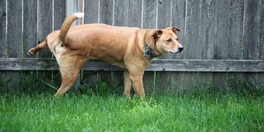 How To Eliminate Outdoor Pet Odors Without Harsh Chemicals
