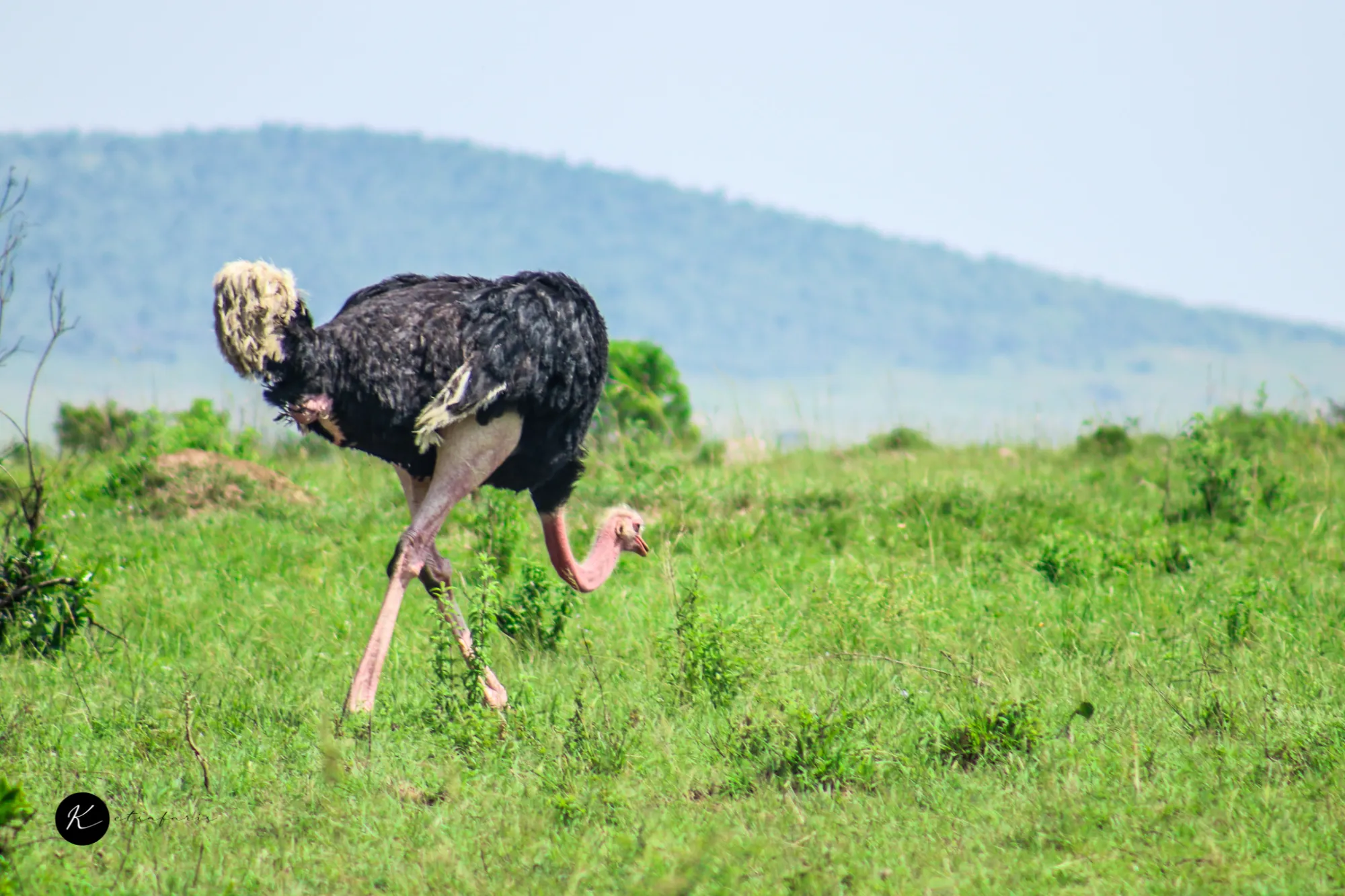 Tanzania Honeymoon Itinerary & Cost: Safari Adventure with Zanzibar Beach Escape