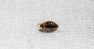 Comprehensive Bed Bug Control Delhi: Reclaim Your Peace of Mind and Your Sleep