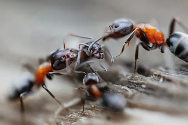 Why Coastal Homes in Texas Experience Faster Pest Infestations Than Inland Areas