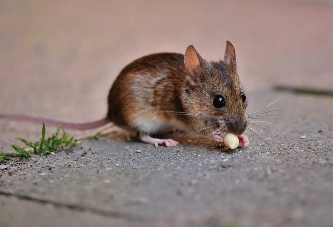 Why Coastal Homes in Texas Experience Faster Pest Infestations Than Inland Areas