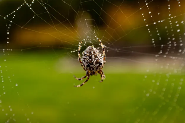 Why Coastal Homes in Texas Experience Faster Pest Infestations Than Inland Areas