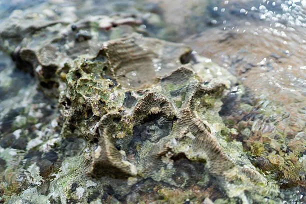 How to Source and Identify Premium Alunite Mineral Specimens