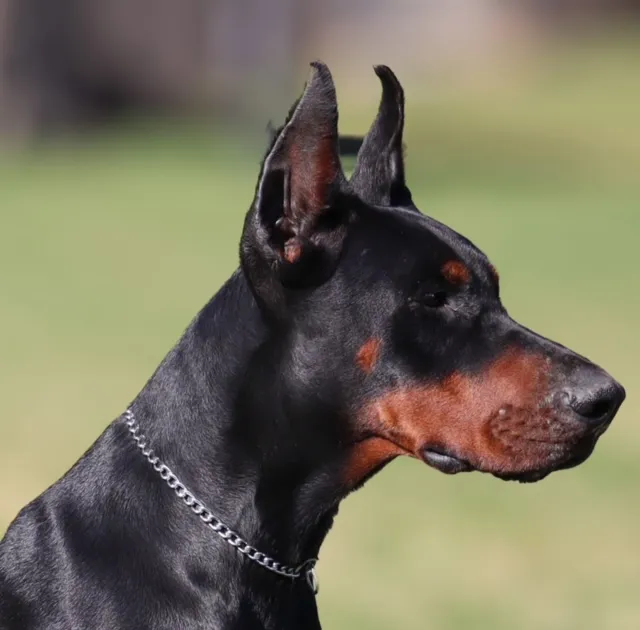 Retrieving Data. Wait a Few Seconds and Try to Cut or Copy Again: Why Doberman Lovers in Indiana Choose Quality Breeders 🐾💙