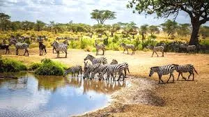 Discover Africa’s Beauty on a 7 Days Tanzania Safari