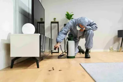 Termite Control Services Chula Vista Ca: Expert Protection for Your Property