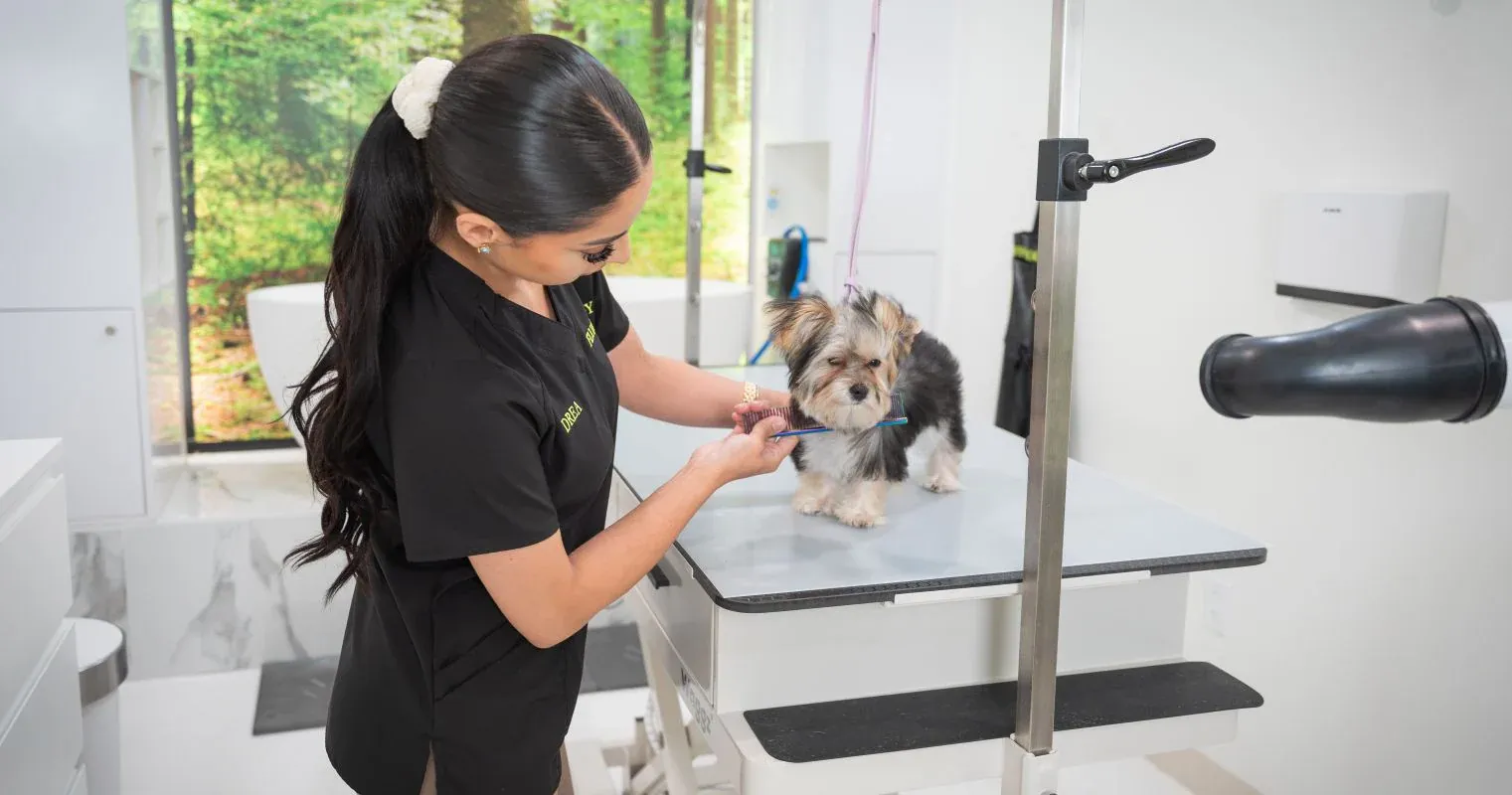 Best Dog Grooming Packages in USA for Healthy and Happy Pets