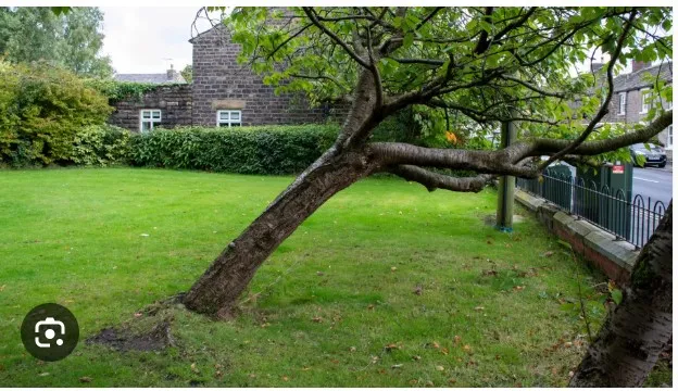 The Hidden Dangers of Trees in Your Yard: What Every Homeowner Needs to Know