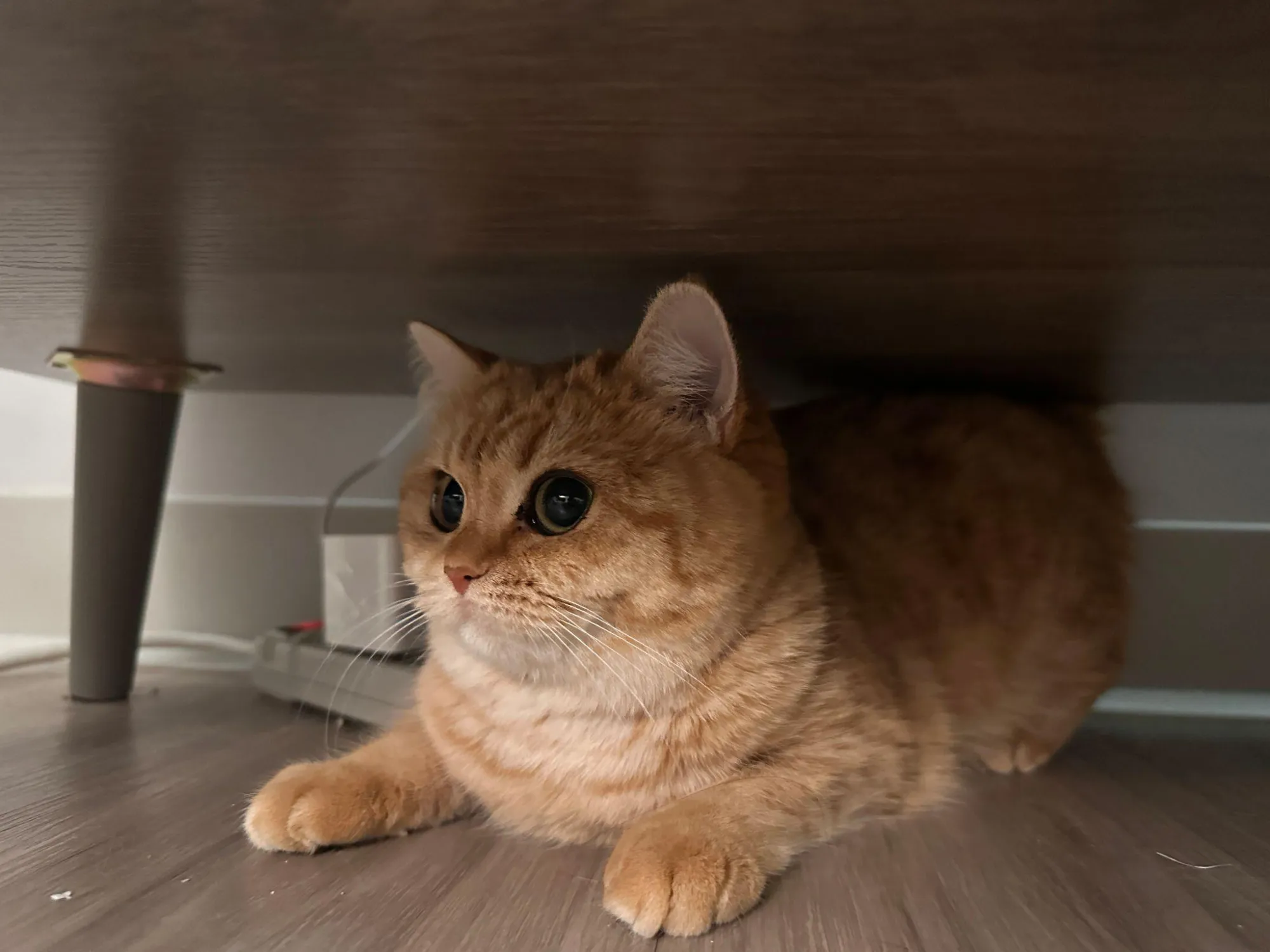The Truth About British Shorthair Temperament: Calm, Lazy, or Misunderstood?