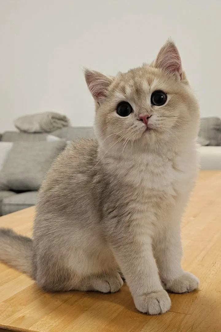 A British Shorthair cat