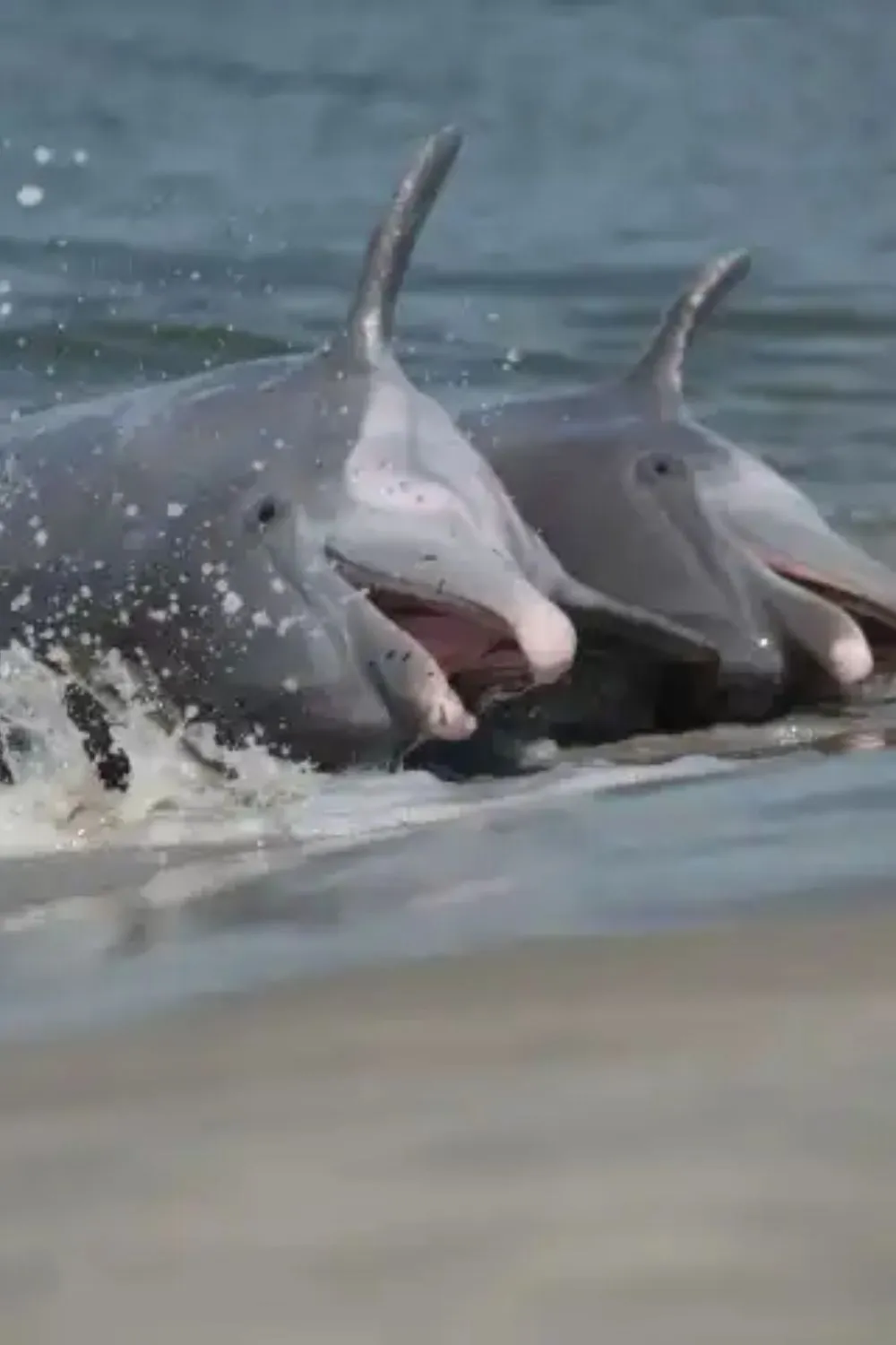 Explore Coastal Beauty with Dolphin Tours Folly Beach SC