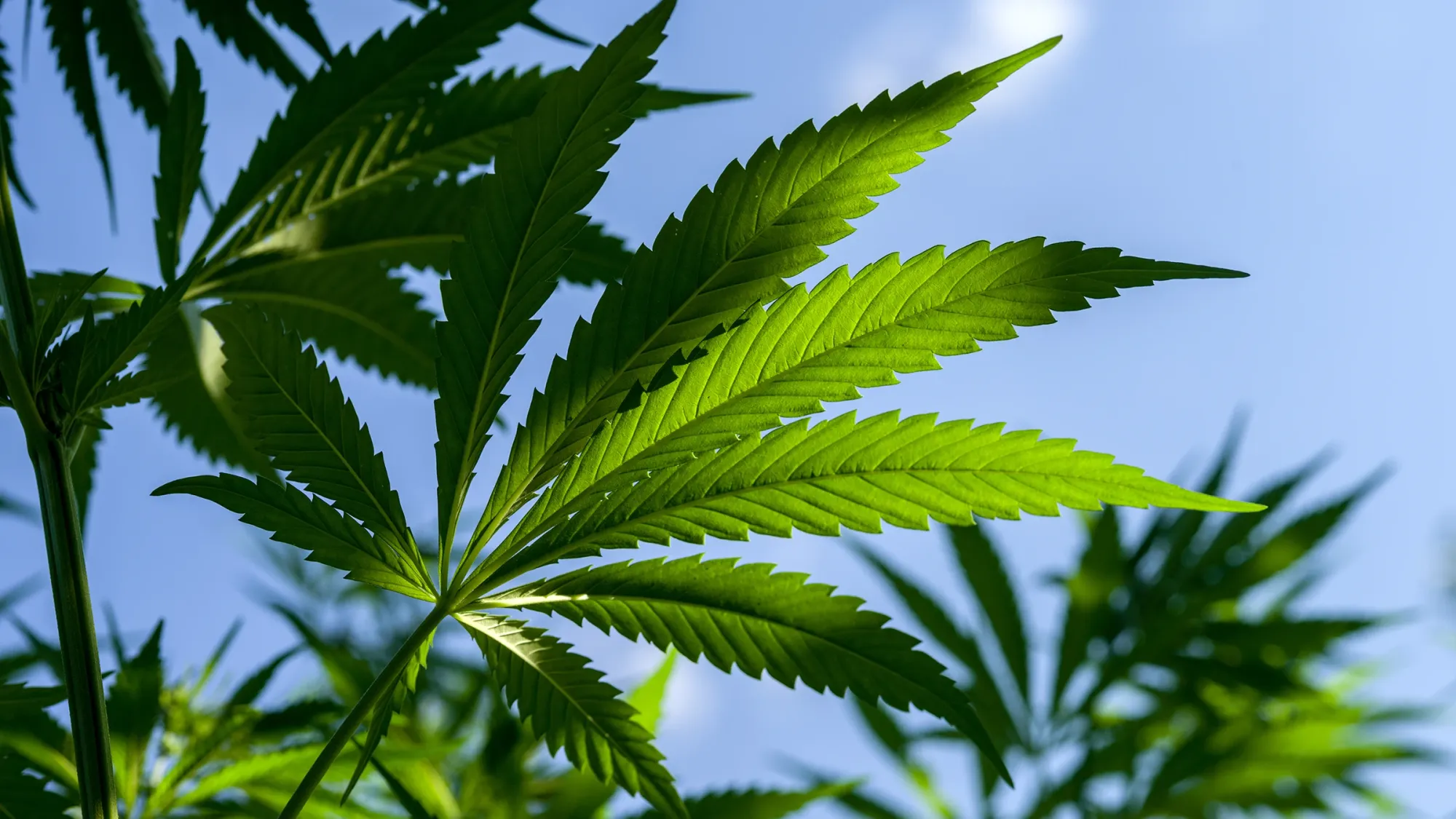 Millions of Americans Are Ditching Painkillers for CBD, and the Numbers Are Hard to Ignore