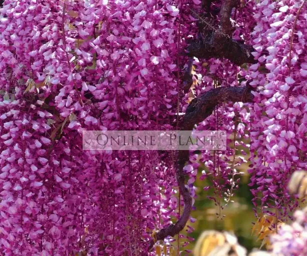 Create a Relaxing Outdoor Retreat with Vertical Garden Ideas