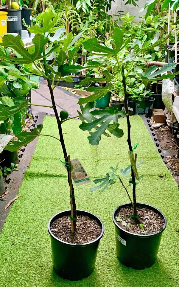 Fig Black Genoa Grafted Plant in Sydney – Grow Sweet Homegrown Figs