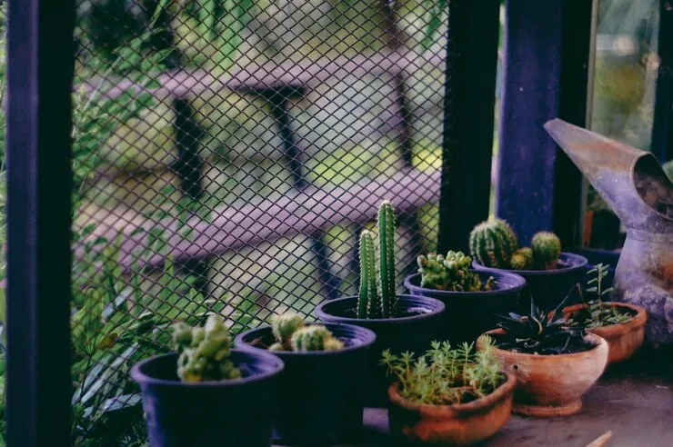 Organic Tips for Gardening at Home for Fresh Green Spaces