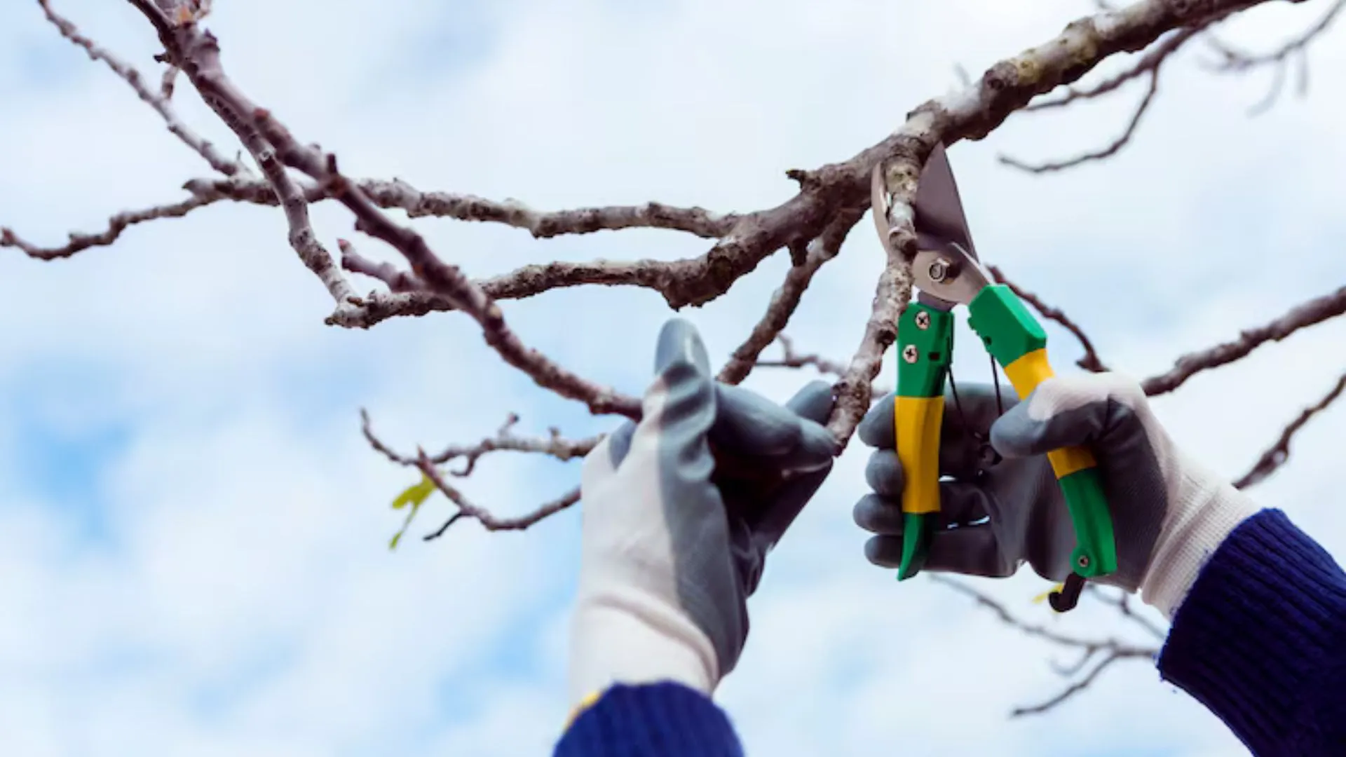 tree pruning services in Billings MT