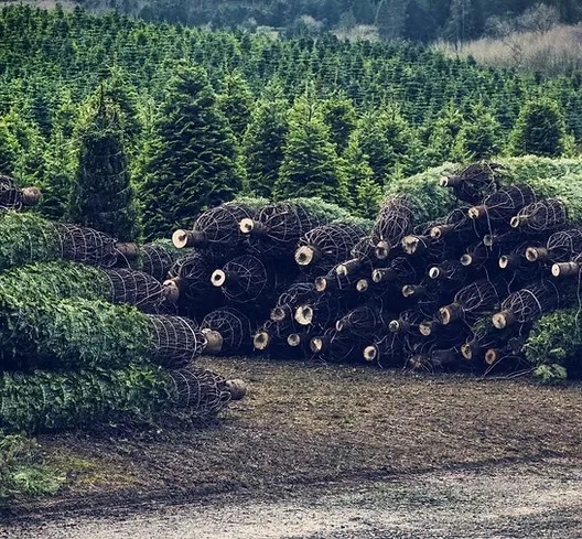 The Ultimate Guide to Tree Care: Enhancing Landscape Safety and Beauty in Park City