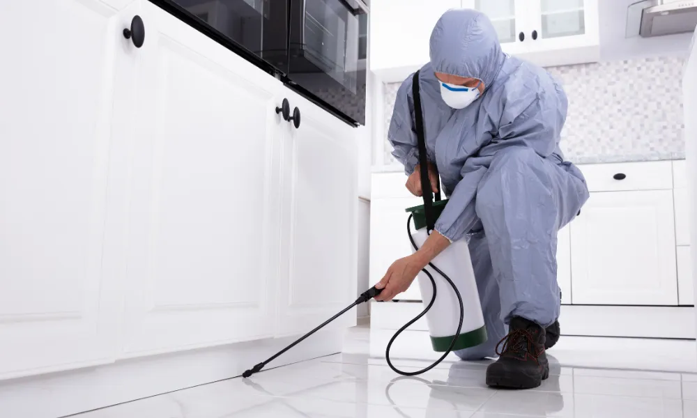 Signs of Bed Bugs in Lewisham Hotels & B&Bs: Immediate Action Plan