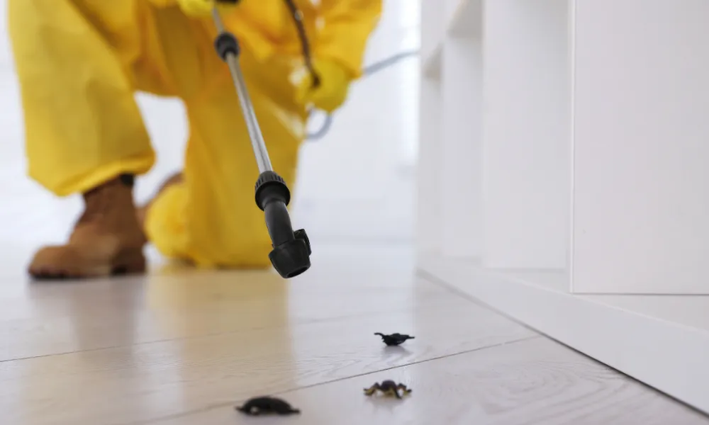 Signs of Bed Bugs in Lewisham Hotels & B&Bs: Immediate Action Plan