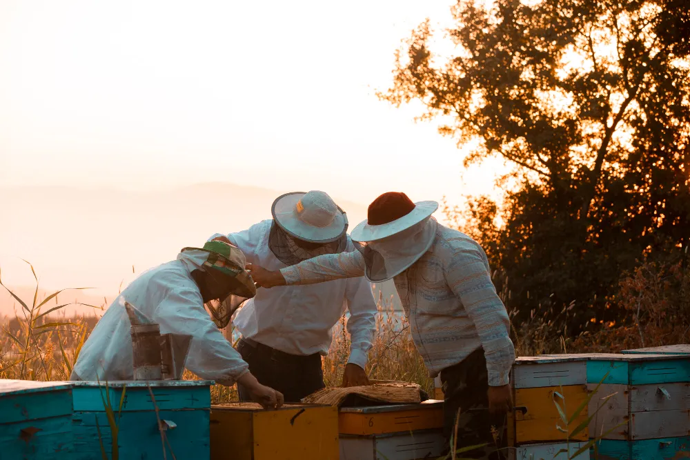 What Affects the Cost of Hiring Professional Bee Removal Experts in Katy, TX?