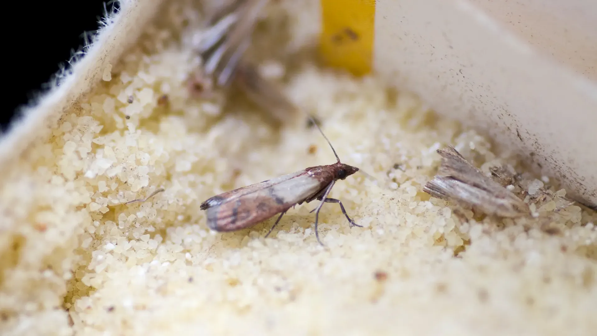 Effective Moth Control Tips for a Safe and Clean Home
