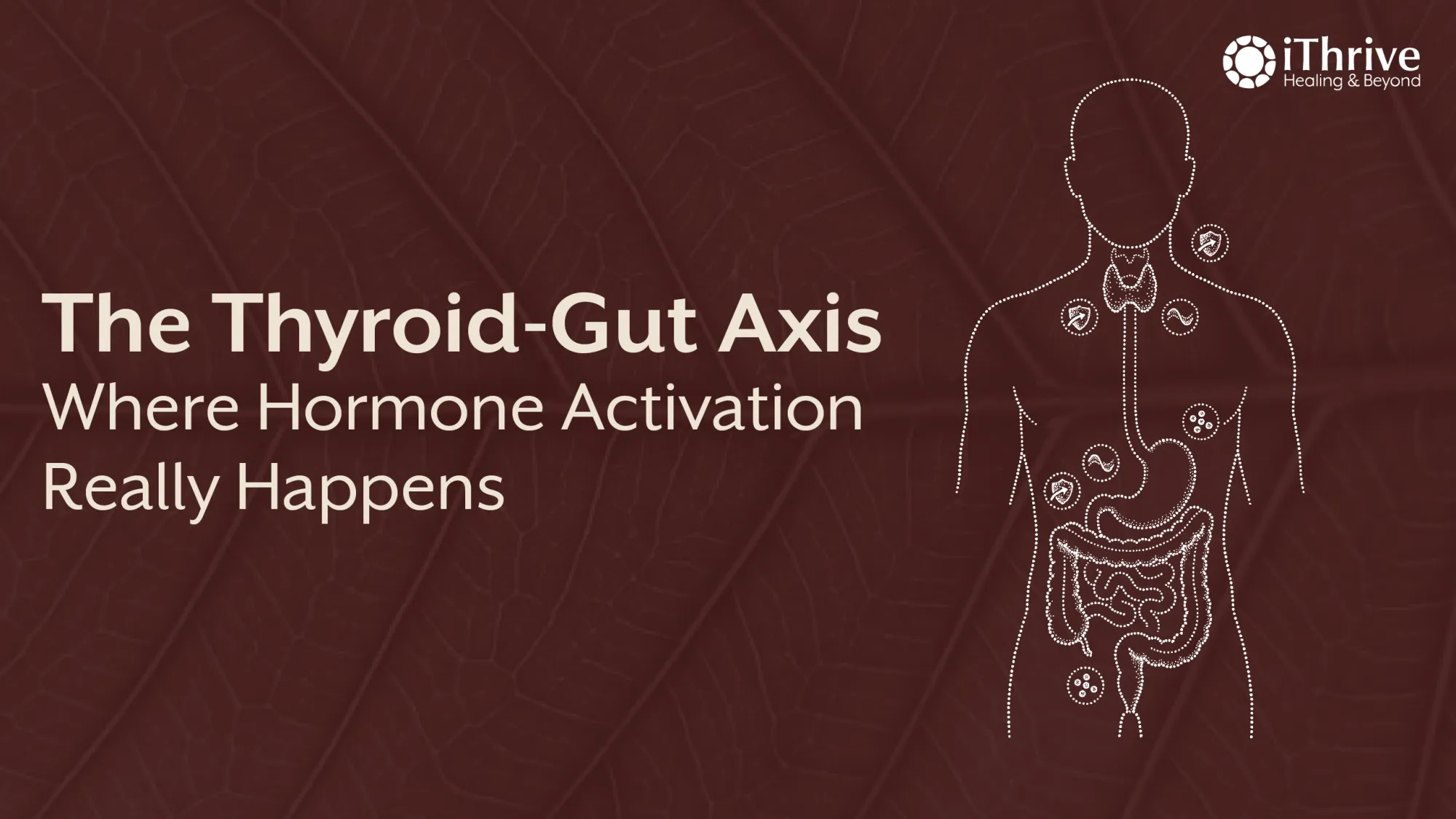 The Thyroid-Gut Axis: How Gut Health Affects Hormones, Mood, and Blood Pressure