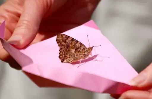 Why Live Butterflies to Release Hold Deep Symbolism