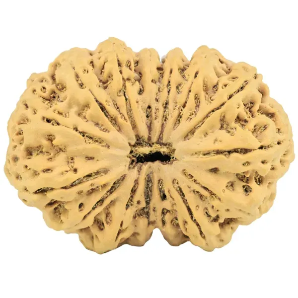 15 Mukhi vs 16 Mukhi vs 17 Mukhi Rudraksha: Which One is Right for You?