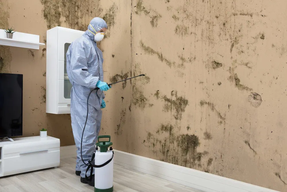 Is Mold Quietly Growing Behind Your Walls and Causing Bigger Property Problems in Kalispell, MT?