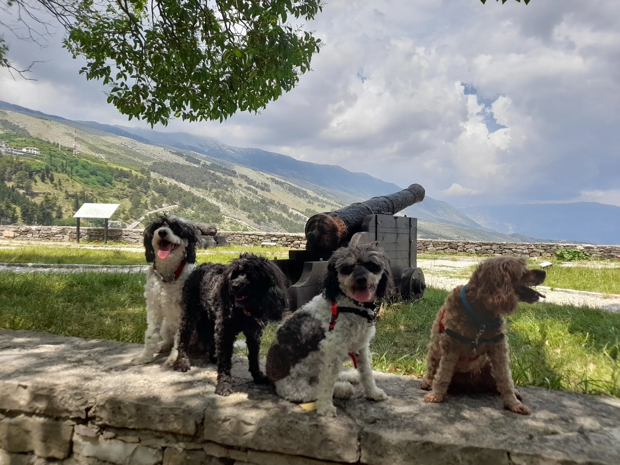 Traveling to Albania with a Dog: The Ultimate Guide for US Explorers