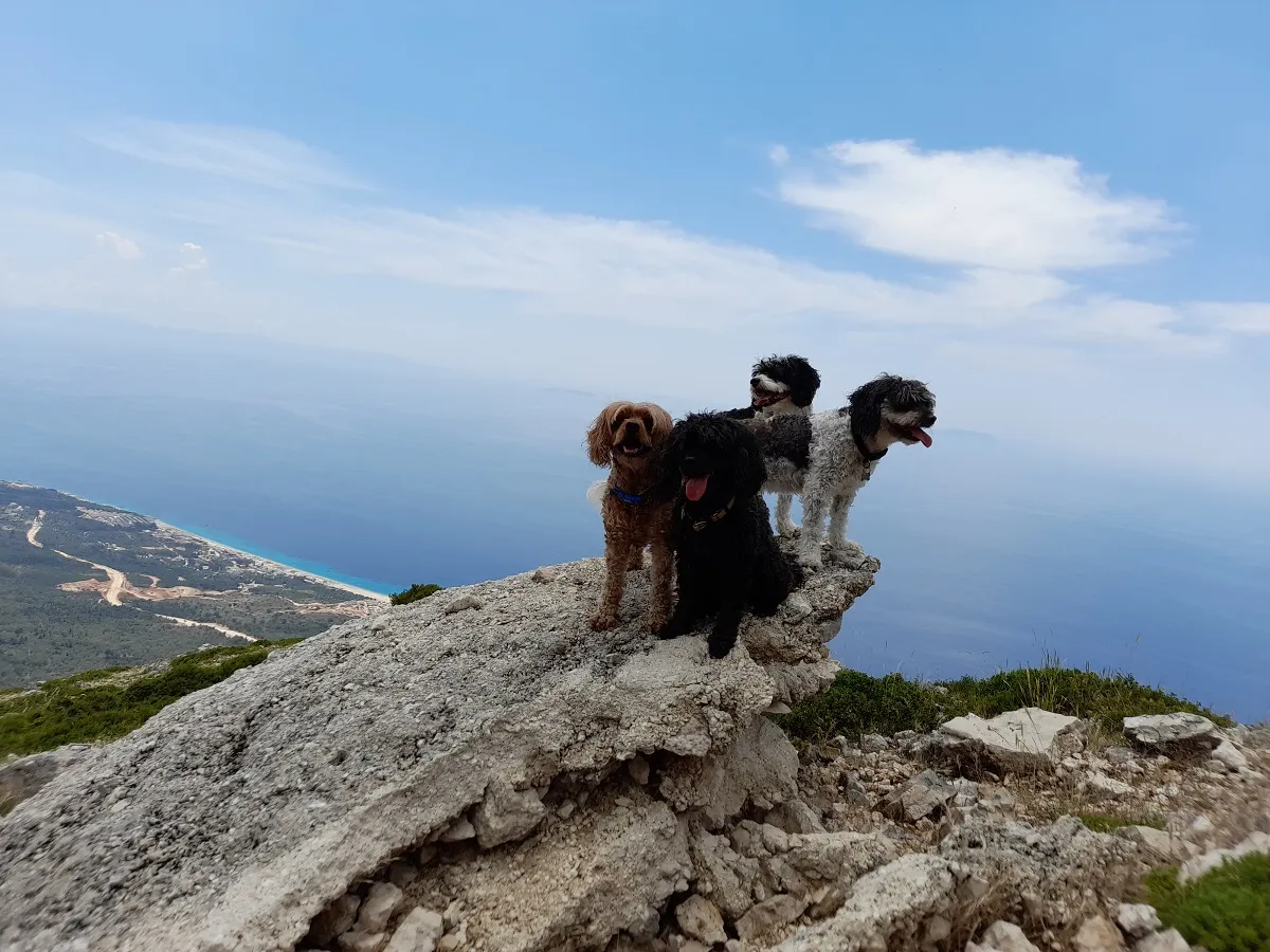Traveling to Albania with a Dog: The Ultimate Guide for US Explorers